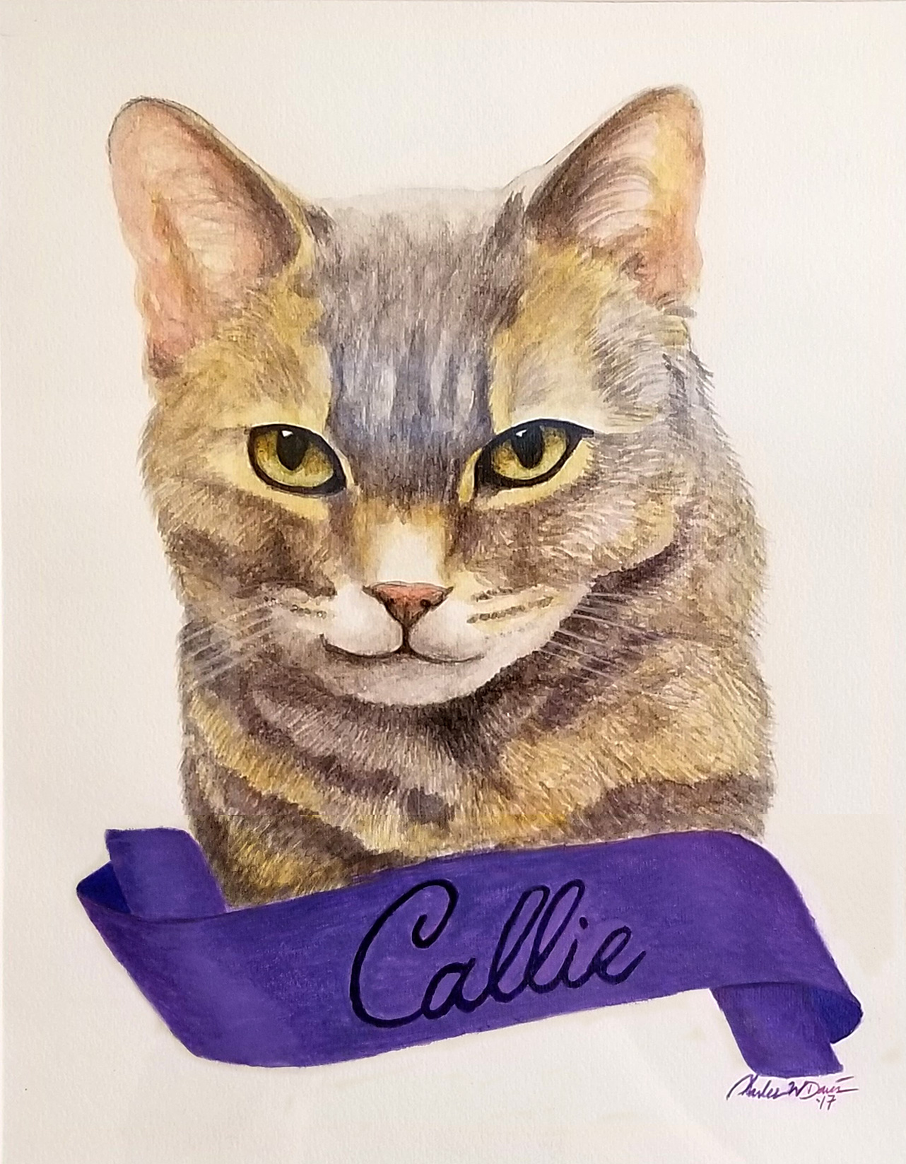Callie cat